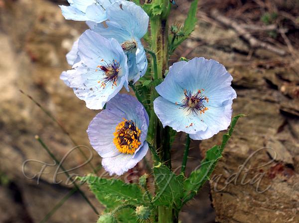 Kashmir Blue Poppy