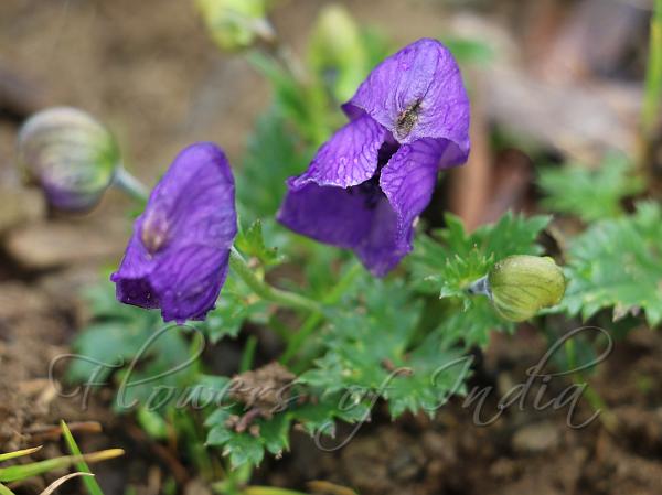 Kashmir Monkshood