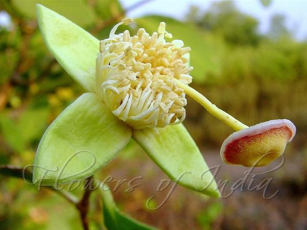 Keora Mangrove