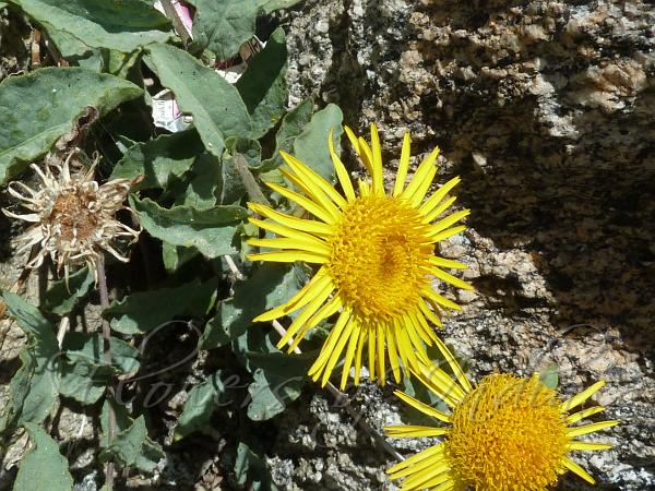 Large Bluntleaf Inula