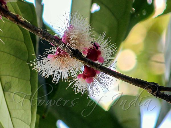 Large-Leaf Pink Plum