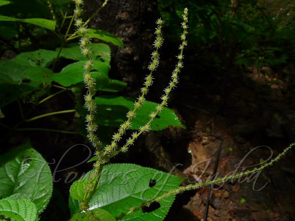 Large-Spike Ramie