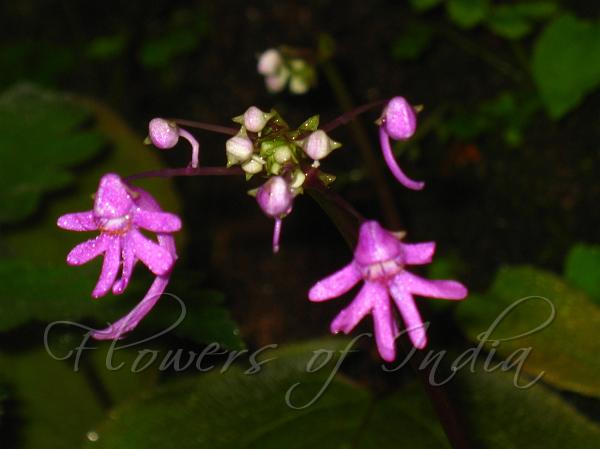 Large-Tail Balsam