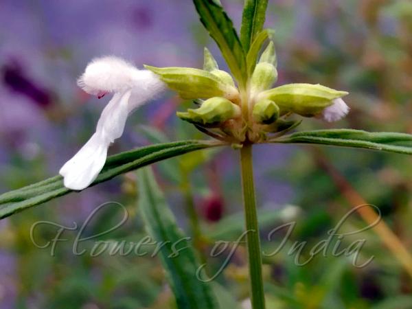 Lavender-Leaf Leucas