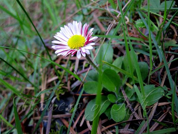 Lawn Daisy