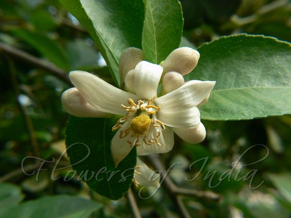 lime flower