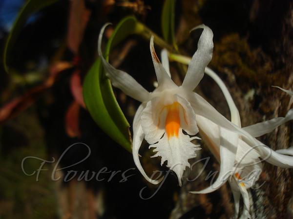 Long-Horned Dendrobium