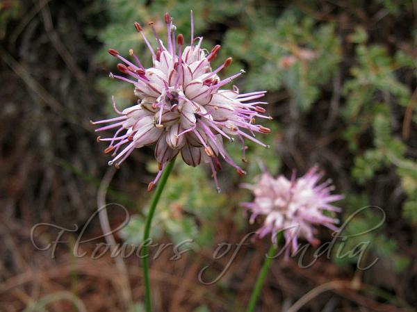 Long-Stamen Himalayan Onion