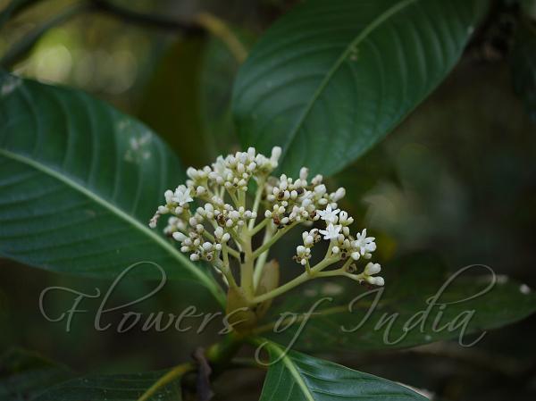 Malabar Psychotria