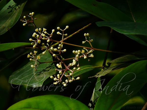 Marshnut-Leaf Bay Tree