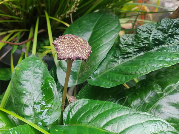 Mattress Button Plant