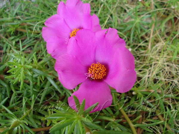Portulaca grandiflora (Moss Rose)
