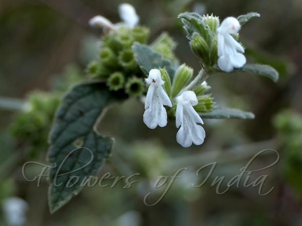 Mountain Slitwort