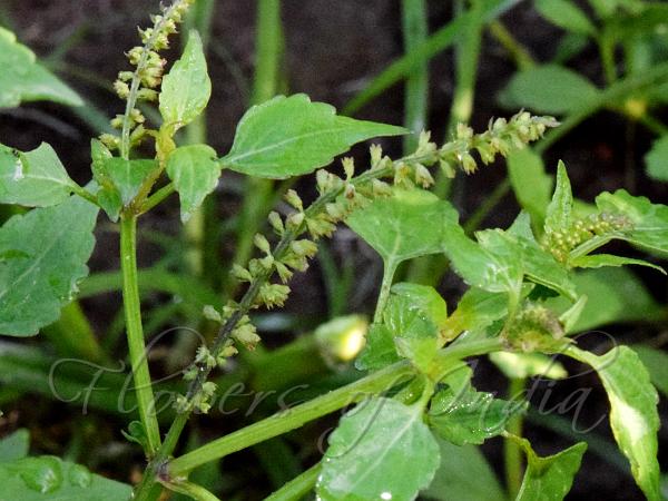 Musk Basil