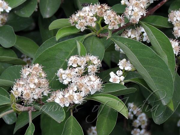 Nepal Cotoneaster