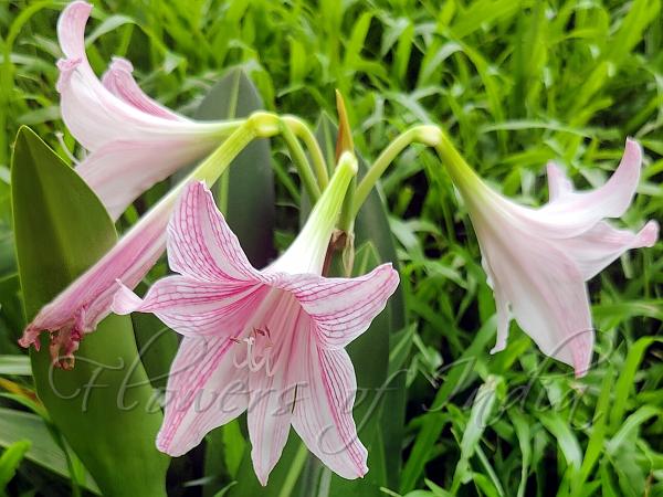 Net-Veined Amaryllis