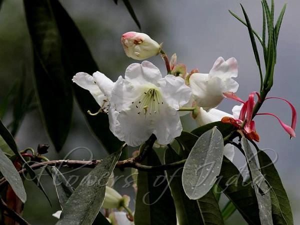Oblong-Leaf Rhododendron