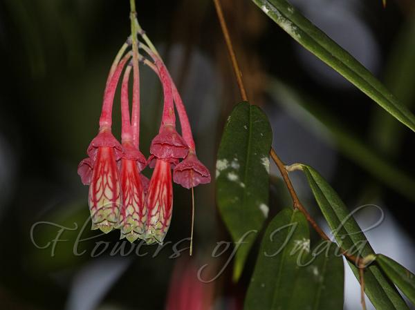 Oleander-Leaf Lantern Flower