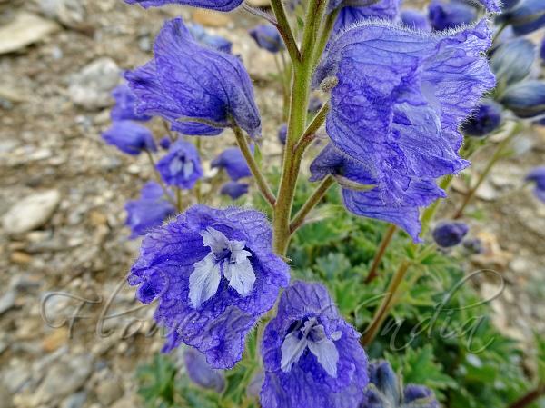 Pale-Petal Larkspur