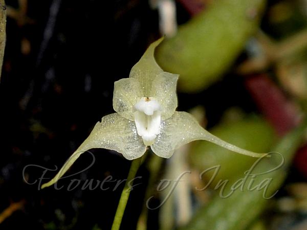 Pale-Yellow Bulb-Leaf Orchid