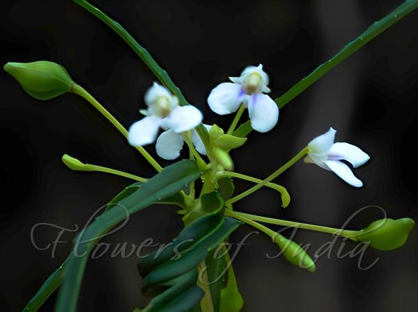 Periyar Balsam