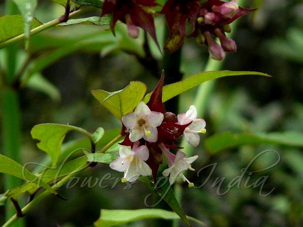 Pheasant Berry