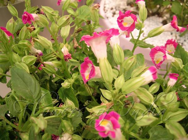Pink Wishbone Flower