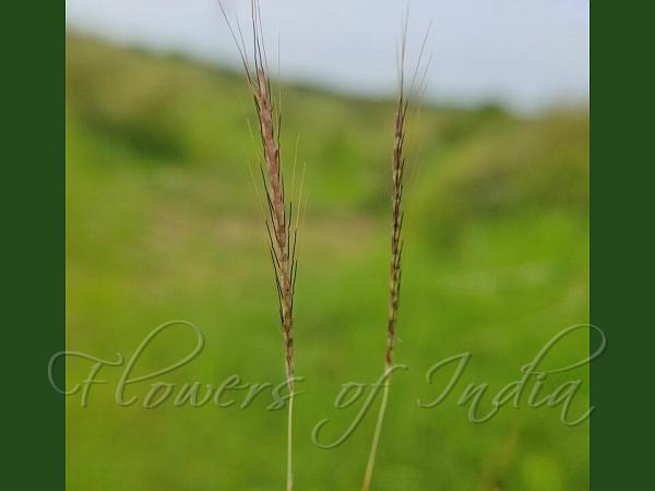 Pitted Bluestem Grass