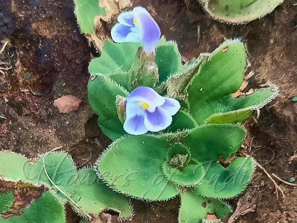 Plantain Wishbone Flower