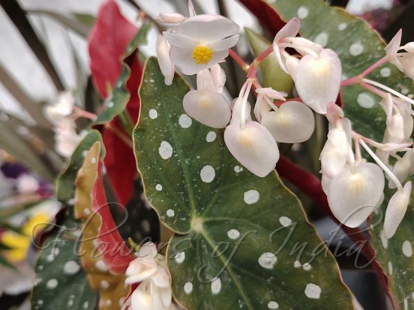 Polka Dot Begonia