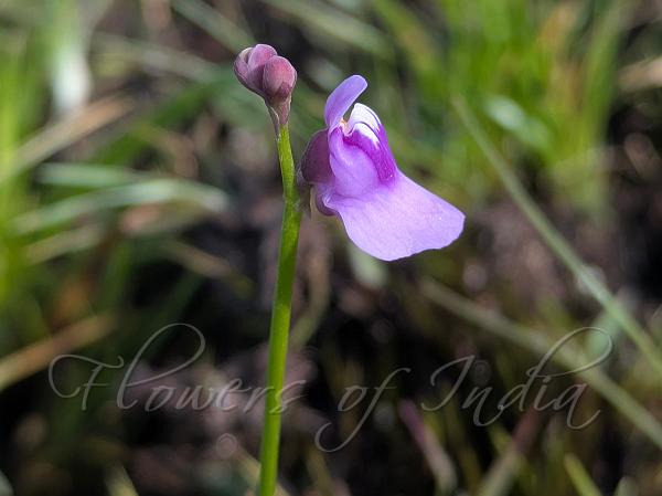 Purple-Pink Bladderwort