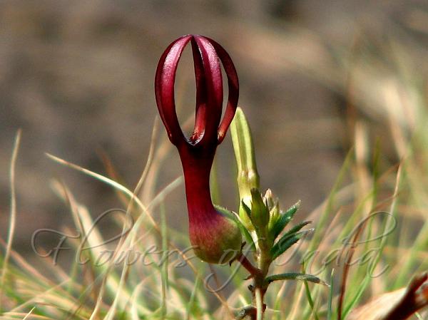 Purple-Red Ceropegia