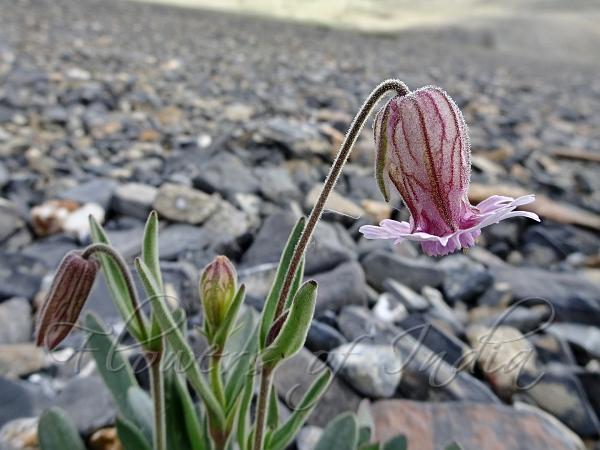 Purple-Vein Campion