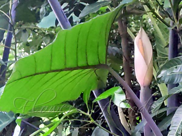 Purplestem Taro