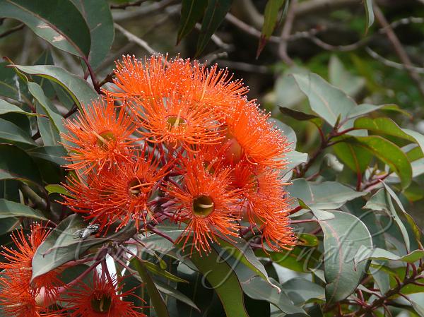 Corymbia Ficifolia - The Red flowering gum