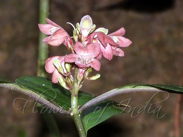 Rosy Flame-Acanthus