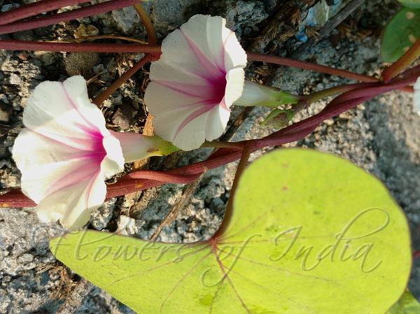 Sharp-Spindle Morning Glory