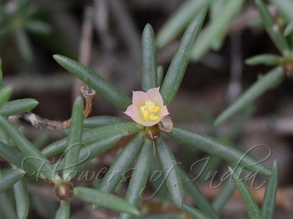 Shrubby Purslane