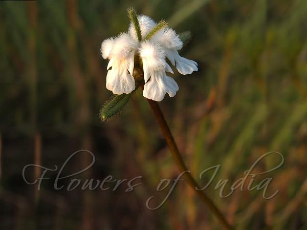 Shrubby Slitwort