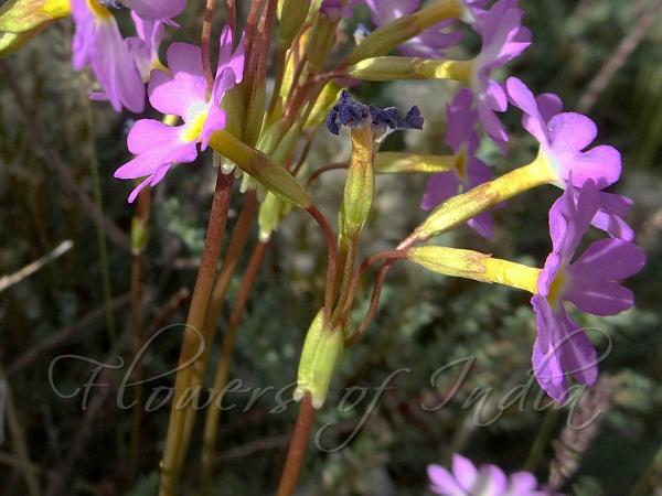 Siberian Primrose