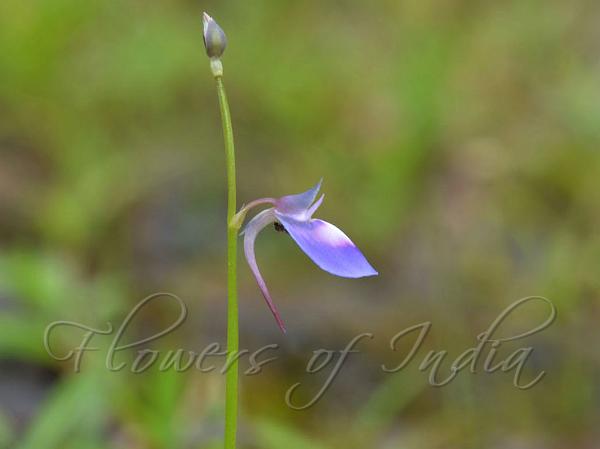 Sickle-Spur Bladderwort