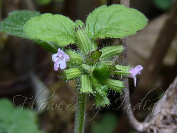 Slender Calamint