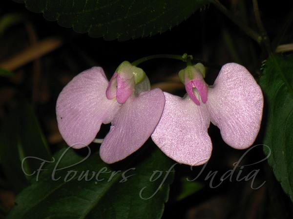 Slender-Tail Balsam