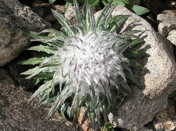 Snowball Plant