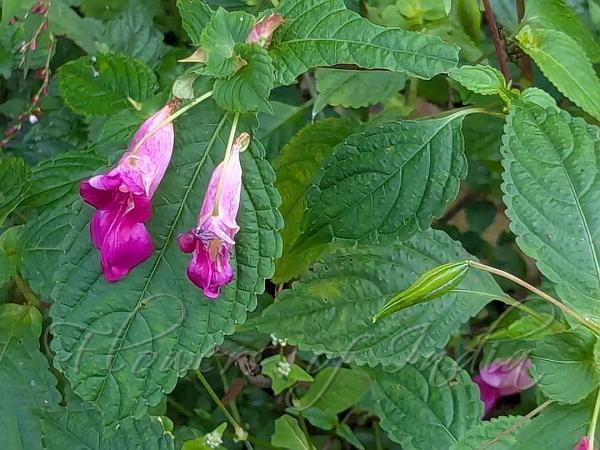 Spiral-Tail Balsam