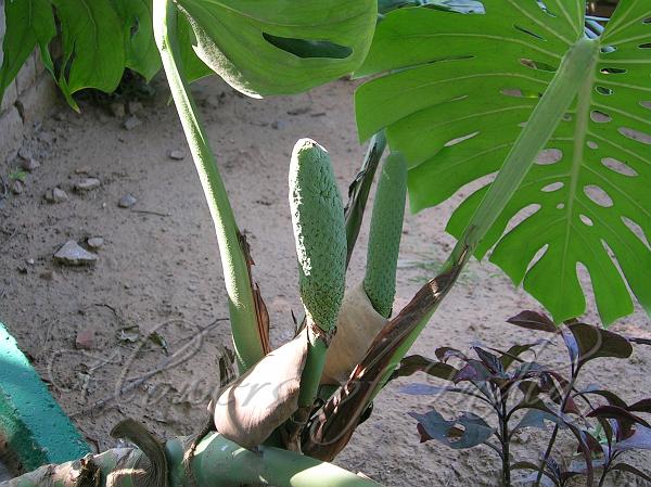 split leaf philodendron roots