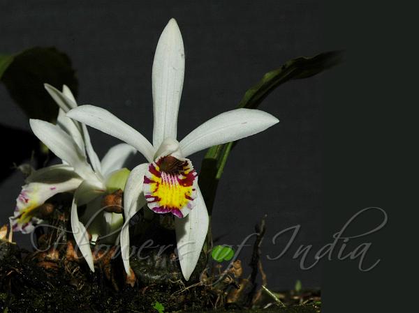 Spotted Pleione