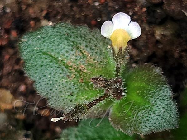 Spreading Bog-Herb