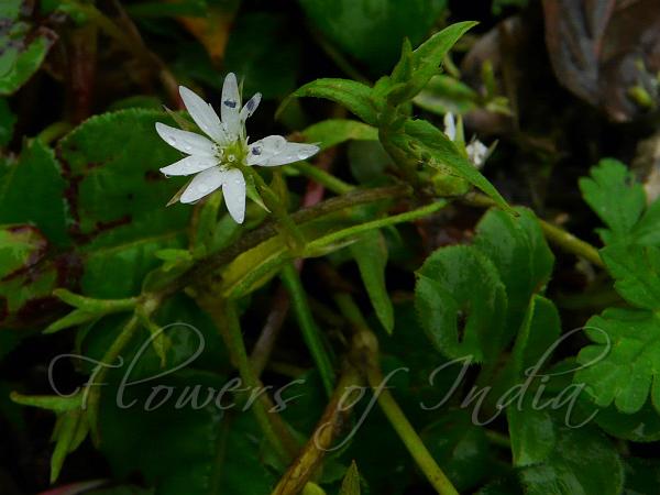 Spreading Chickweed