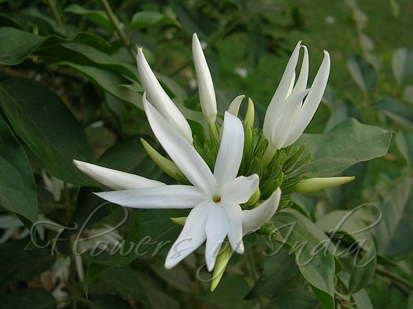 Star Jasmine